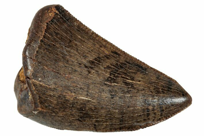 Serrated Tyrannosaur Tooth - Judith River Formation #276426